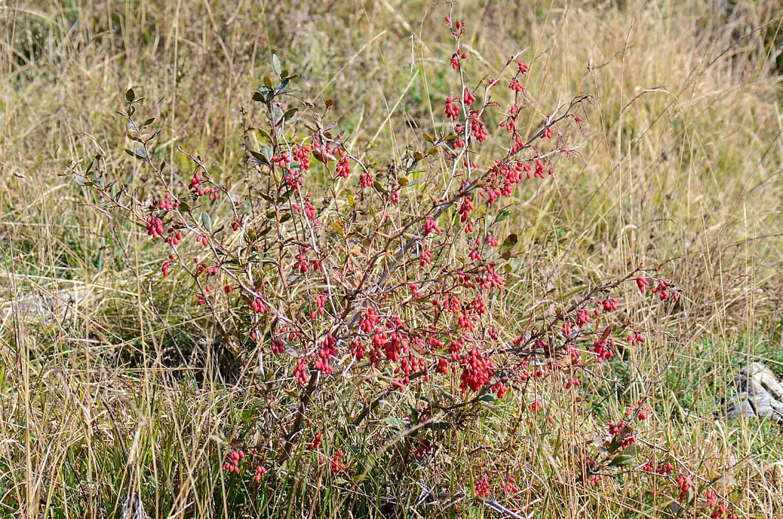 Berberis vulgaris, frutti e fiori